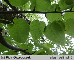 Betula maximowiczii (brzoza Maksimowicza)