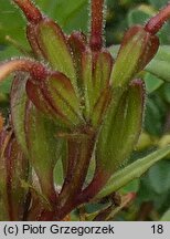 Oenothera tetragona (wiesiołek czworograniasty)