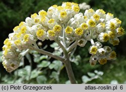 Helichrysum petiolare (kocanki włochate)