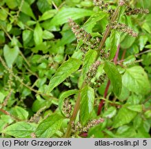 Chenopodium polyspermum (komosa wielonasienna)