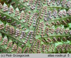 Polystichum aculeatum (paprotnik kolczysty)