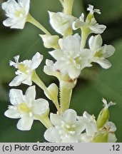 Reynoutria japonica (rdestowiec ostrokoÅ„czysty)