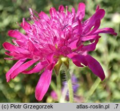 Knautia macedonica