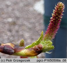 Betula utilis ssp. albosinensis (brzoza białochińska)