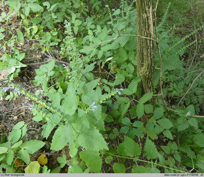 Scutellaria altissima (tarczyca wyniosła)