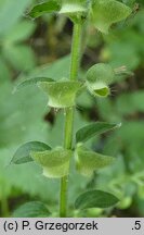 Scutellaria altissima (tarczyca wyniosła)