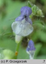 Scutellaria altissima (tarczyca wyniosła)