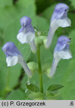 Scutellaria altissima (tarczyca wyniosła)