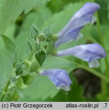 Scutellaria altissima (tarczyca wyniosła)