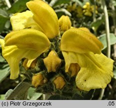 Phlomis russeliana (żeleźniak żółty)