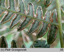 Pteridium aquilinum ssp. aquilinum (orlica pospolita typowa)