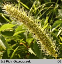 Setaria viridis (włośnica zielona)