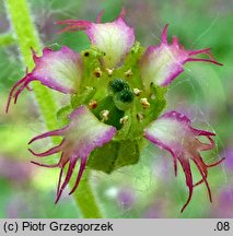 Tellima grandiflora (telima wielkokwiatowa)