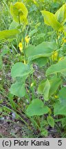 Aristolochia clematitis (kokornak powojnikowy)