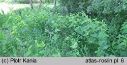 Aristolochia clematitis (kokornak powojnikowy)