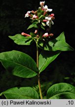 Abelia mosanensis (abelia mosańska)