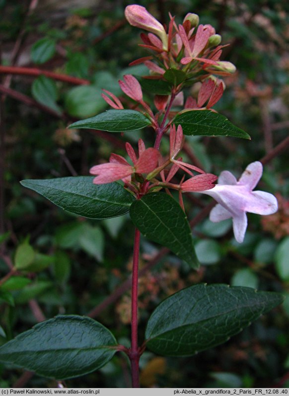 Abelia Ã—grandiflora (abelia wielkokwiatowa)