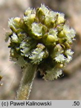 Acaena magellanica (acena wielkopręcikowa)