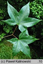 Acer campbellii ssp. sinense