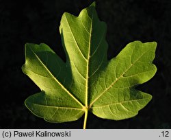 Acer campestre ssp. leiocarpum