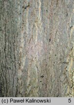 Acer cappadocicum (klon kaukaski)