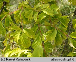 Acer cissifolium (klon winnolistny)