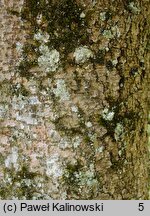 Acer cissifolium (klon winnolistny)