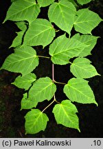 Acer davidii ssp. grosseri (klon Grossera)