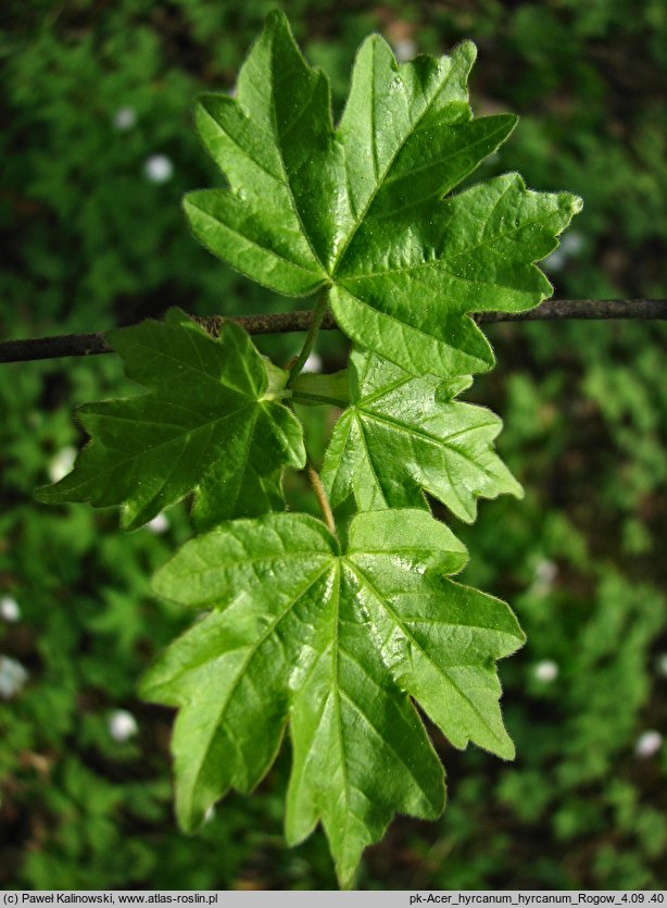 Acer hyrcanum ssp. hyrcanum