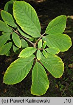 Acer maximowiczianum (klon nikkoÅ„ski)