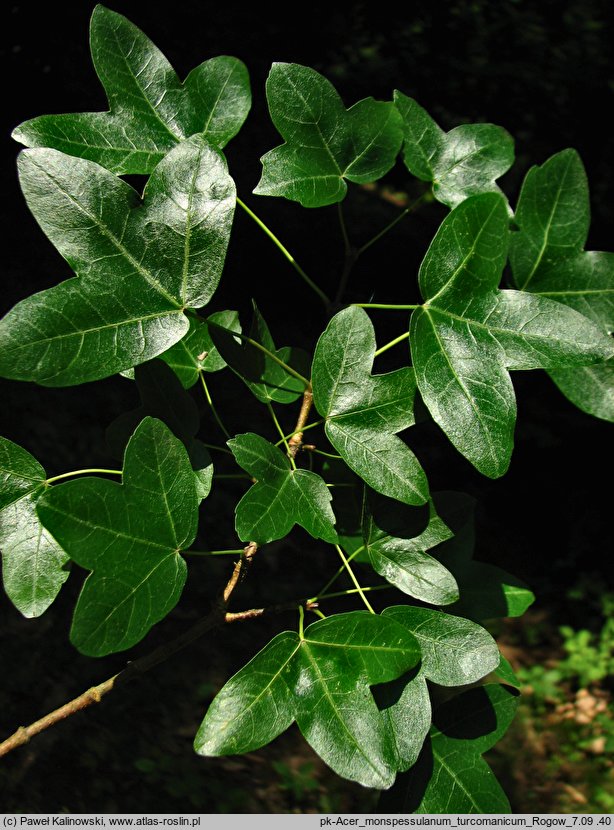 Acer monspessulanum ssp. turcomanicum