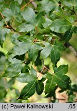 Acer pauciflorum