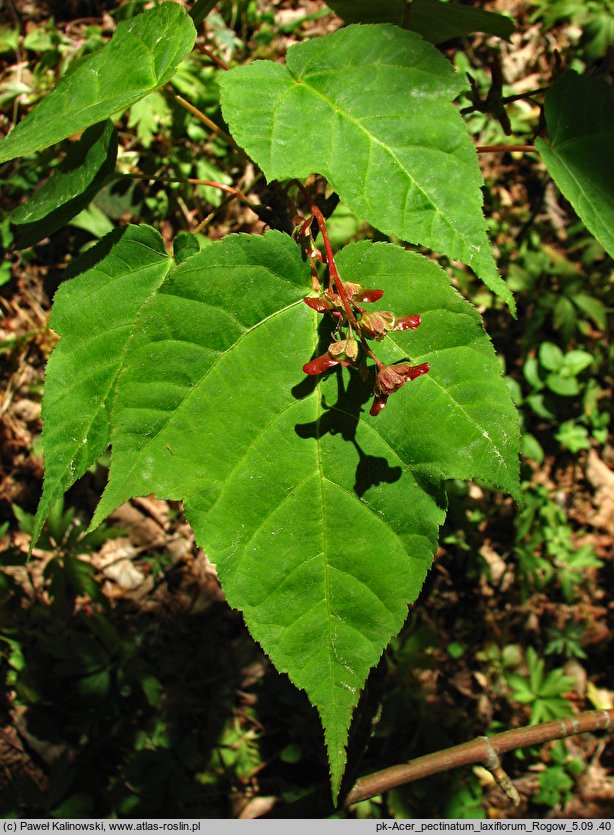 Acer pectinatum ssp. laxiflorum