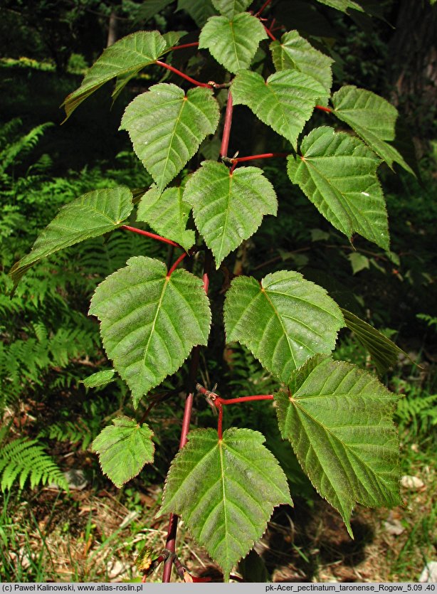 Acer pectinatum ssp. taronense