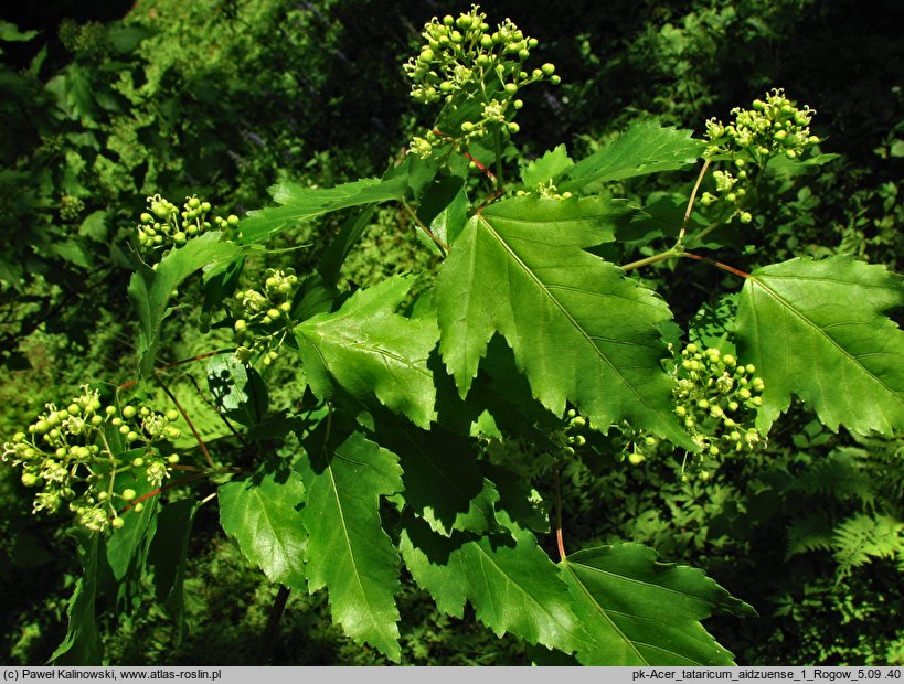 Acer tataricum ssp. aidzuense