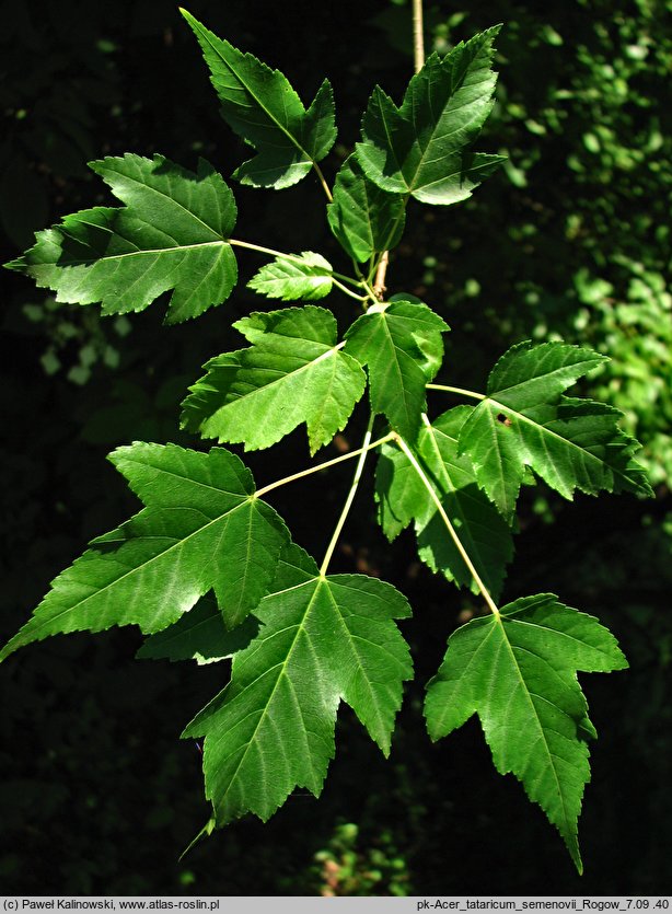 Acer tataricum ssp. semenovii