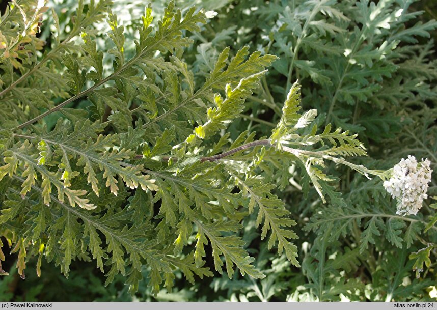 Achillea ptarmicifolia