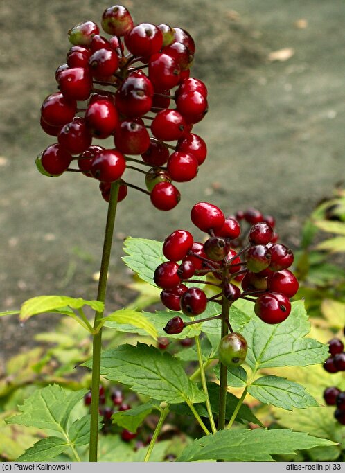 Actaea rubra (czerniec czerwony)