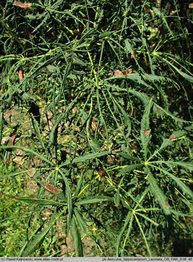 Aesculus hippocastanum ‘Laciniata’