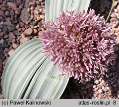 Allium akaka