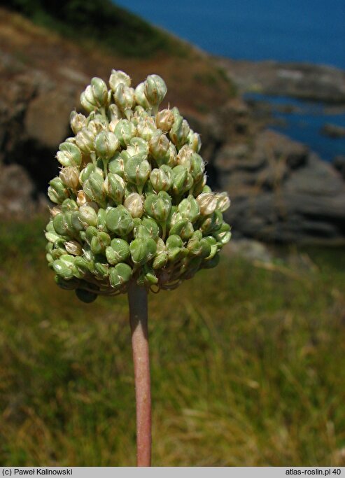 Allium amethystinum