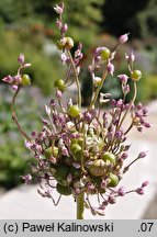 Allium ampeloprasum var. babingtonii