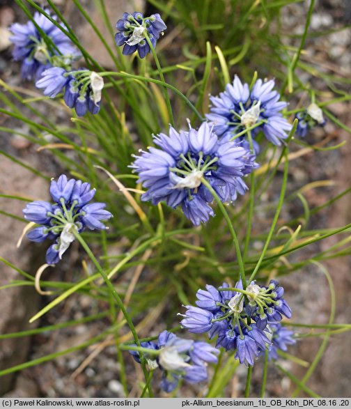 Allium beesianum (czosnek besjański)