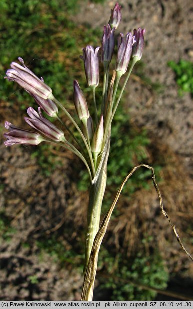 Allium cupani