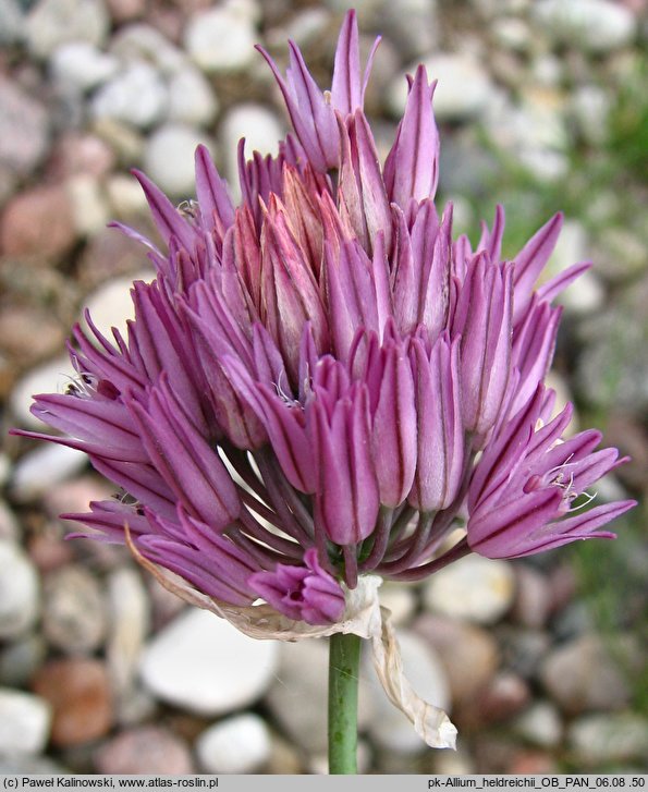 Allium heldreichii