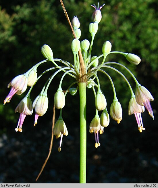 Allium hirtovaginum