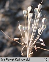 Allium hirtovaginum