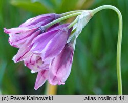 Allium insubricum (czosnek insubryjski)