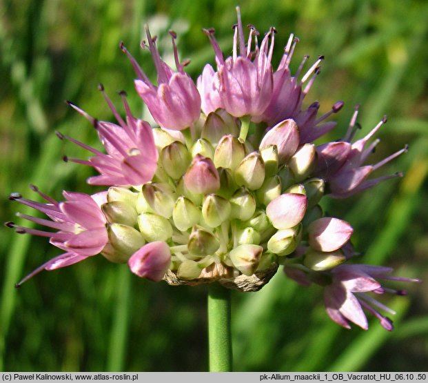 Allium maackii