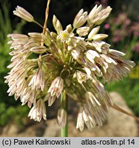 Allium marginatum